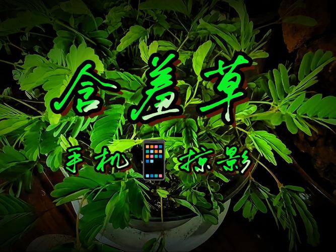 寡妇影院的相关介绍