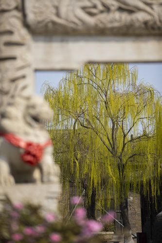 柏芝影院的相关介绍
